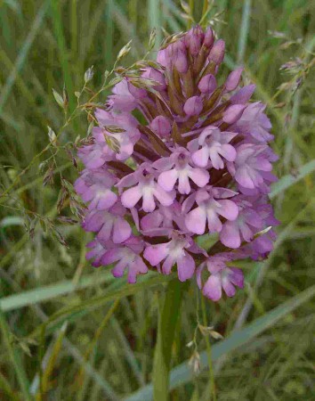 orchis pyramidal (Anacamptis pyramidalis)